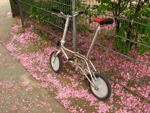 Found Sakura in Hamburg