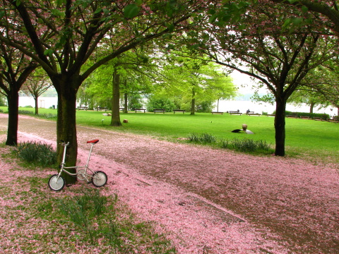 Found Sakura in Hamburg