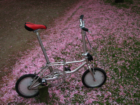 Found Sakura in Hamburg