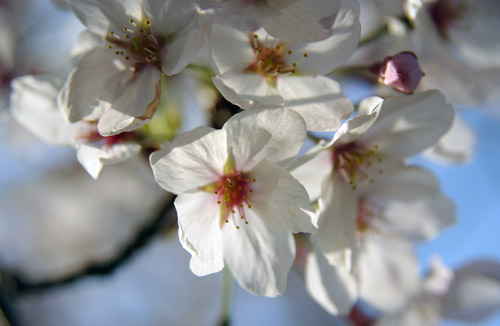 Japan cheery blossoms - sukura