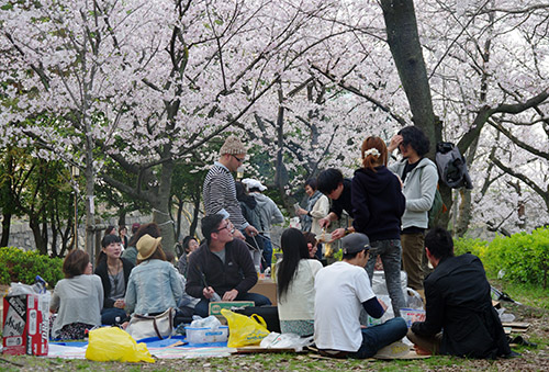 Japan cheery blossoms - sukura