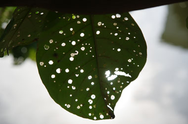 reflection through the leaf